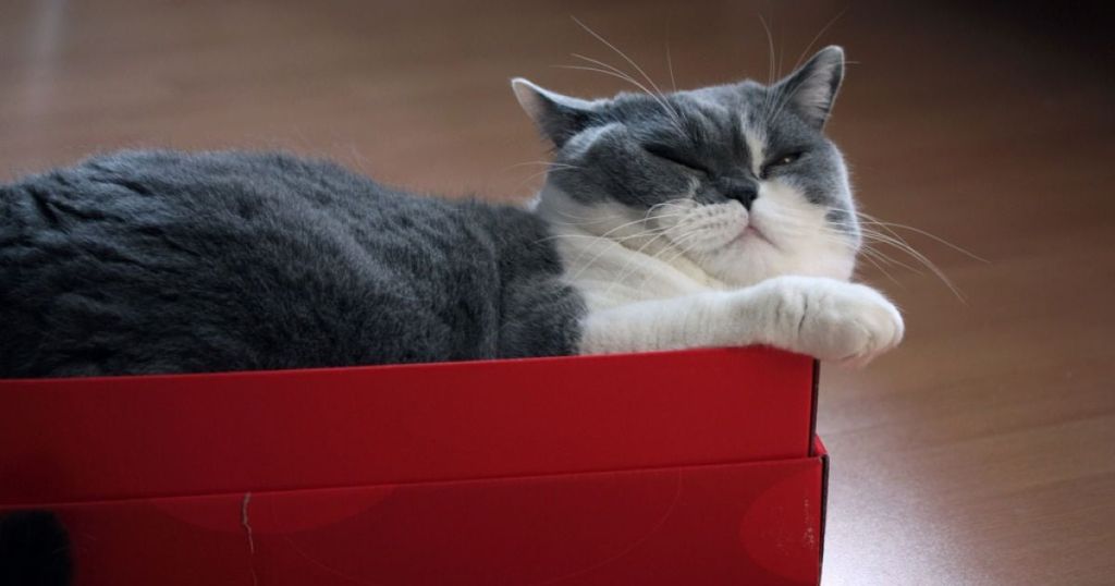 Жінка випадково відправила свою кішку поштою: чим все закінчилось