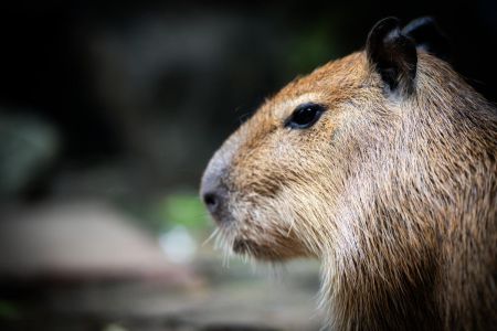 Чому крокодили рідко нападають на капібар: названо дивовижну причину