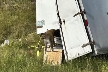 Заражена небезпечними вірусами мавпа втекла від учених в США, – поліція
