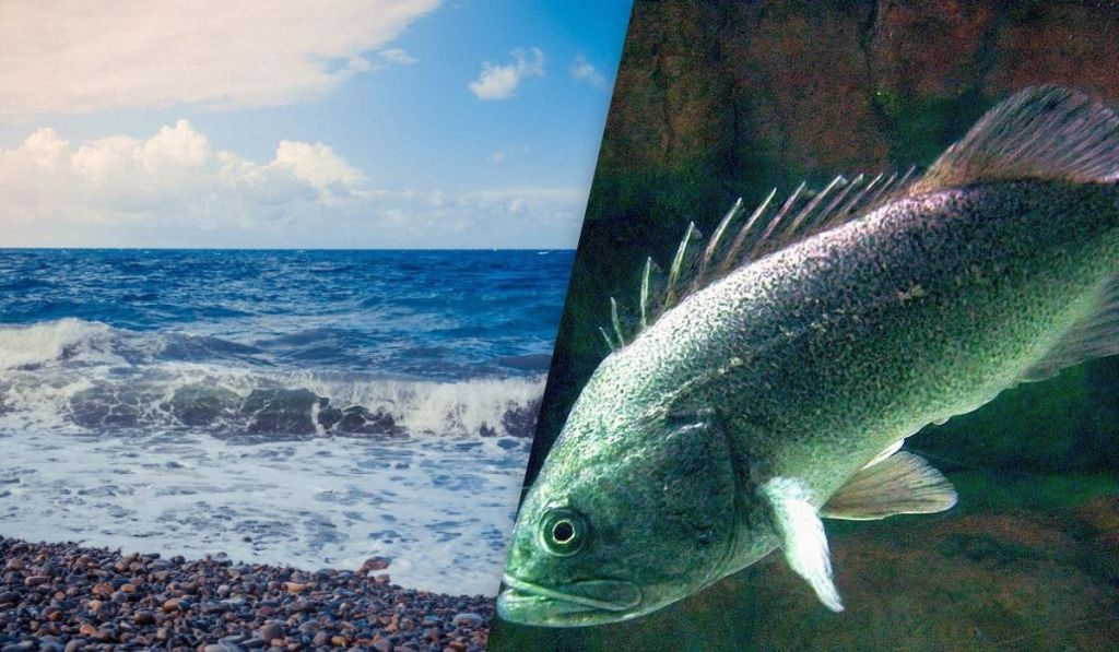 “Прибулець” з Далекого Сходу: науковець розповів про хижака, що загрожує рибі у Чорному морі