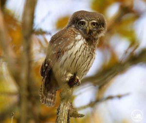 Справжній хижак: біля Чорнобиля побачили найменшу сову України (фото)