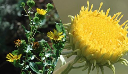 Україну “захоплює” небезпечна рослина: що про неї відомо