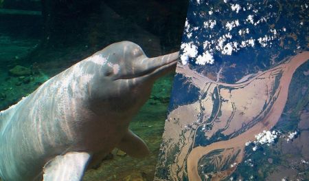 Вчені знайшли причину масової загибелі дельфінів у Амазонії у 2023 році