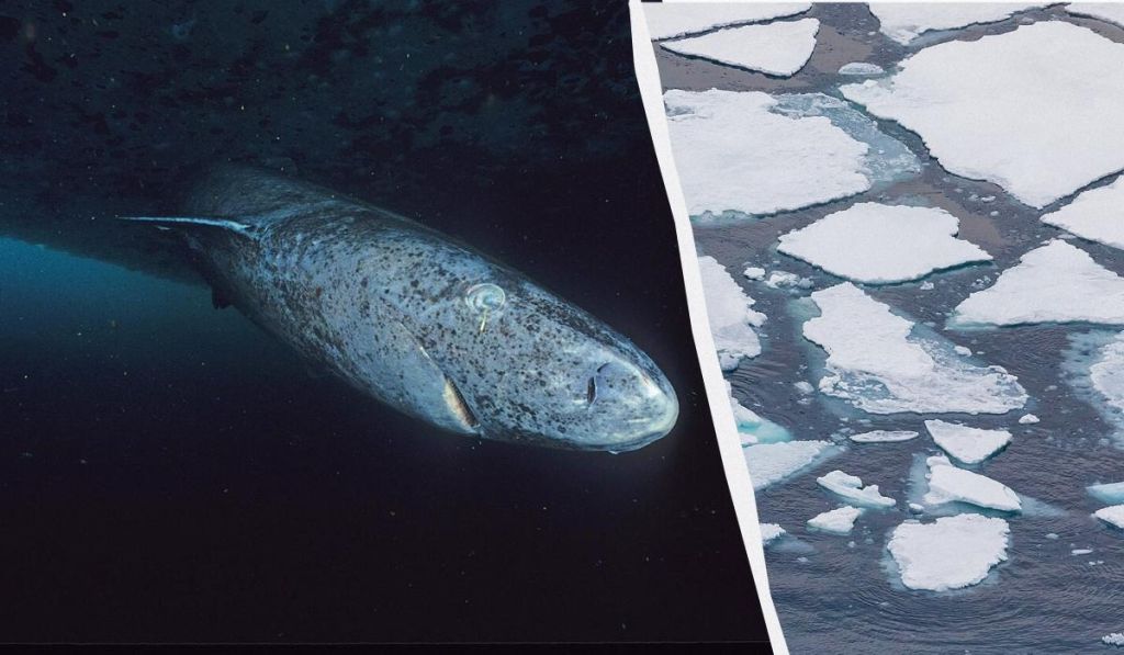 Вчені виявили найстаршу тварину на Землі, яка могла “бачити” римських імператорів