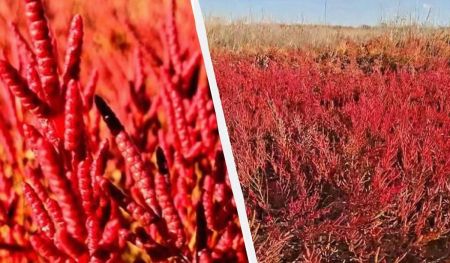 На Одещині помітили незвичну рослину, яку подають у ресторанах Нідерландів (відео)