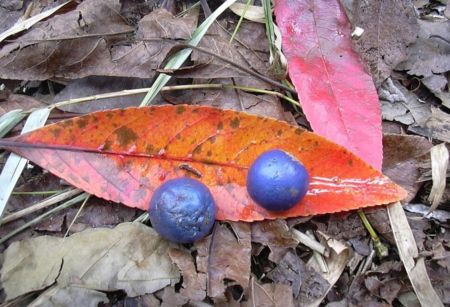 Єдиний на планеті синій фрукт насправді не синій: біолог пояснив, як це можливо
