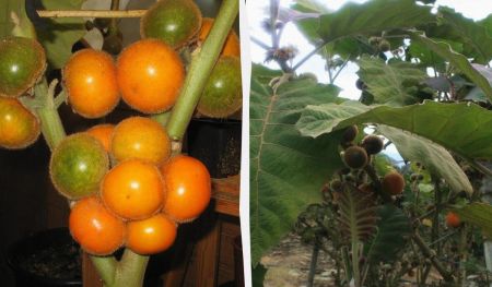 Цей фрукт неможливо вивезти за кордон: що не так із наранхільєю – “скарбом Анд”