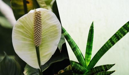 Не буде цвілі та конденсату: названо 4 кімнатні рослини, які контролюють вологість