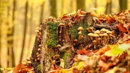 Завдяки цьому ви назбираєте багато грибів: нюанс, який потрібно знати