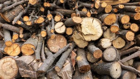 Де можна пиляти дерева: як заготовити дрова на зиму