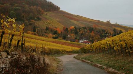 До України йде потепління: де очікувати до +18 градусів тепла
