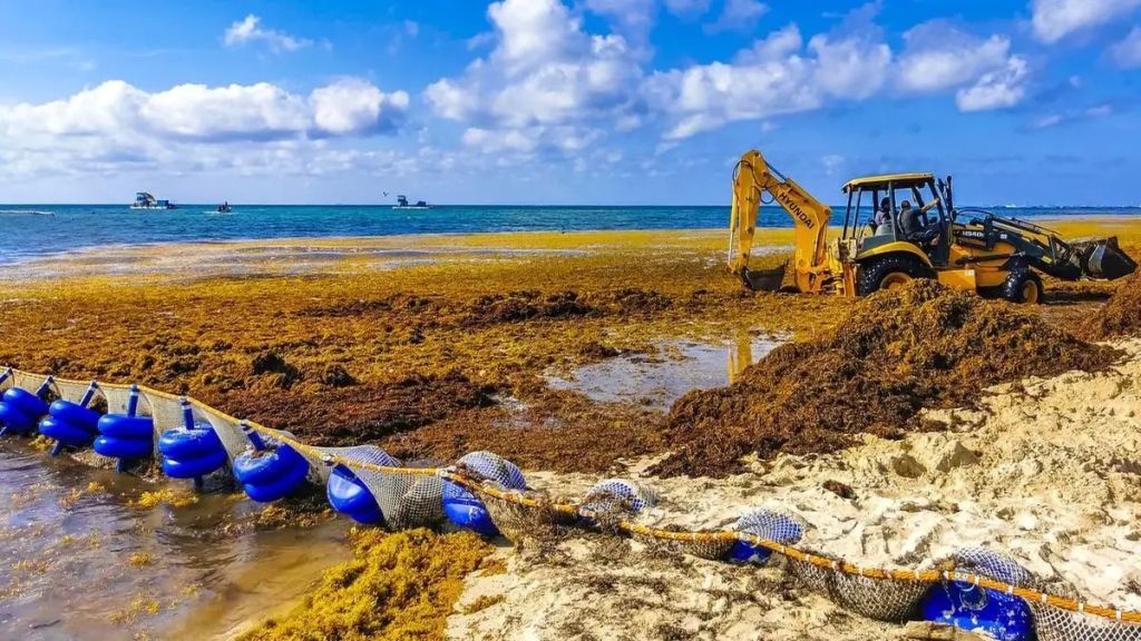 Чому Атлантичний океан “тоне” у водоростях: вчені розгадали таємницю гігантських скупчень