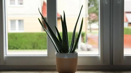 Найчастіша помилка власників кімнатних рослин: чи можна ставити рослини на підвіконня