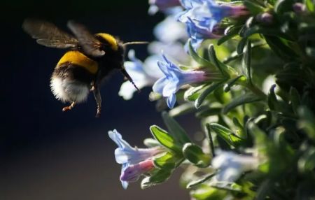 Вчені навчили джмелів розуміти азбуку Морзе