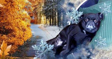 Чи наближається справжня зима: синоптик пояснив деталі