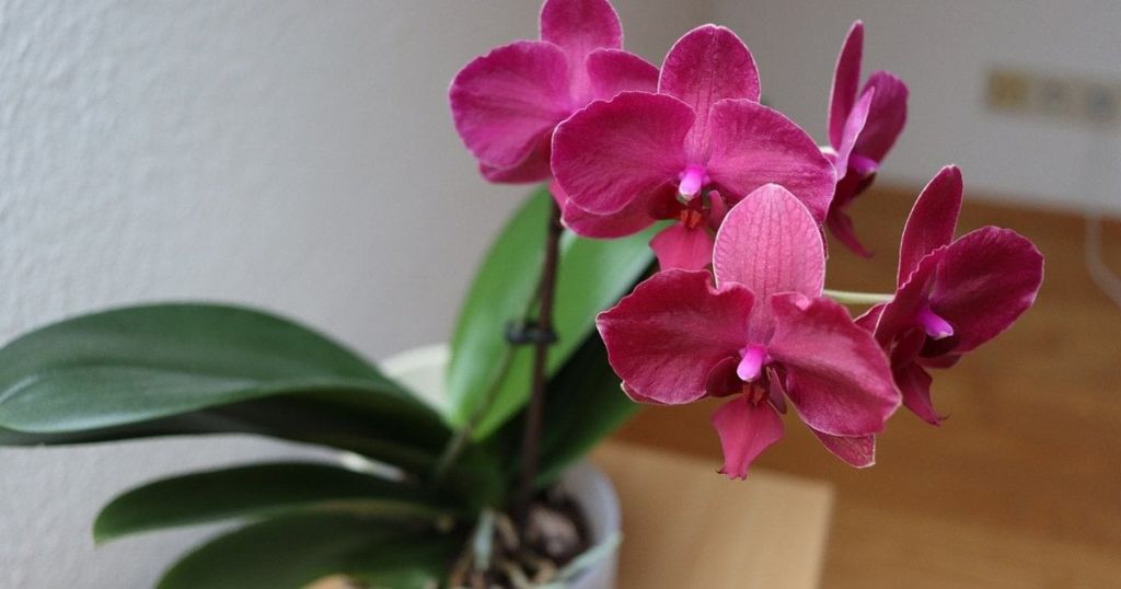 Лайфгак, який поверне орхідеям пишне цвітіння