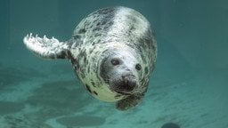 Помер найстаріший тюлень у неволі: скільки років було тварині