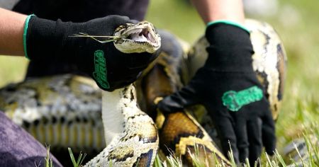 Чоловік прийняв 13-кілограмовий пітон за мотузку: чим все закінчилося
