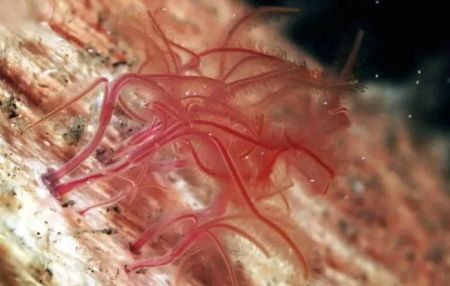 Черв’яки-зомбі зникають: вчені стурбовані