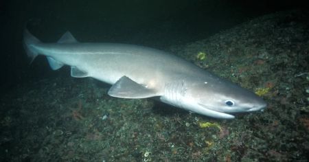 Неймовірне відкриття у Середземному морі: вчені вперше зняли п’ятиметрову тупорилу акулу