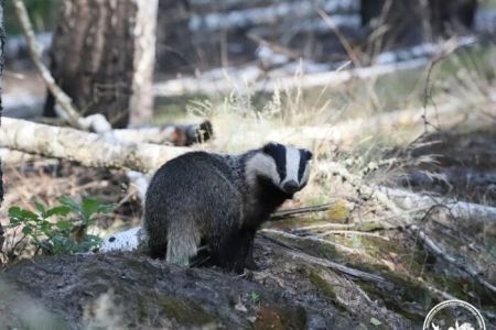 У Чорнобильському заповіднику зафіксовано таємничого звіра, якого побачити вдень майже неможливо