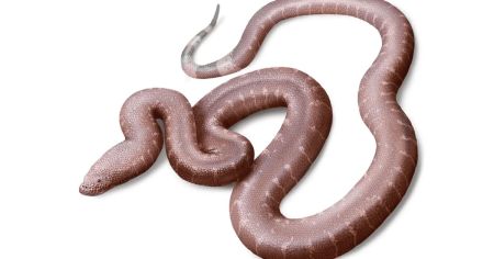 Вчені ідентифікували предка сучасних змій віком 37 мільйонів років