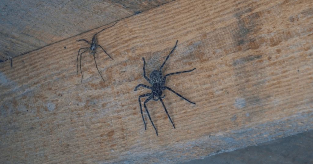 Родина п’ять років жила поруч з 2000 отруйними павуками — і навіть не здогадувалася про це