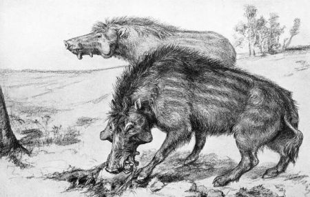 “Пекельні свині” віком 30 мільйонів років могли трощити кістки, як леви