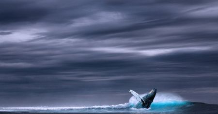Вперше в історії науковці сфотографували живого рідкісного гінкгозубого кита (фото)