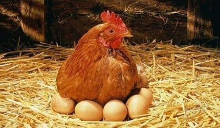 Секрети зимової годівлі: чим підсилити раціон курей, щоб вони неслися навіть у морози