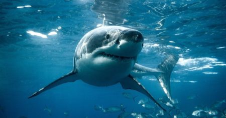 На популярному пляжі акула пошматувала пару: жінка загинула, чоловік у критичному стані