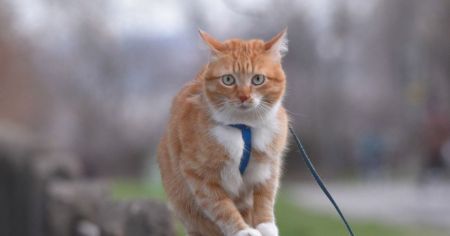 Жінка отримала величезний штраф за прогулянку кота в саду