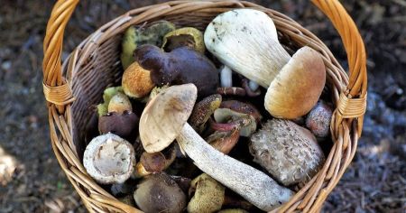 Грибні місця Київщини: куди поїхати по опеньки, лисички