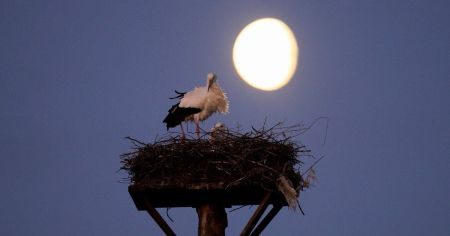 Бобровий супермісяць: коли спостерігати унікальне явище