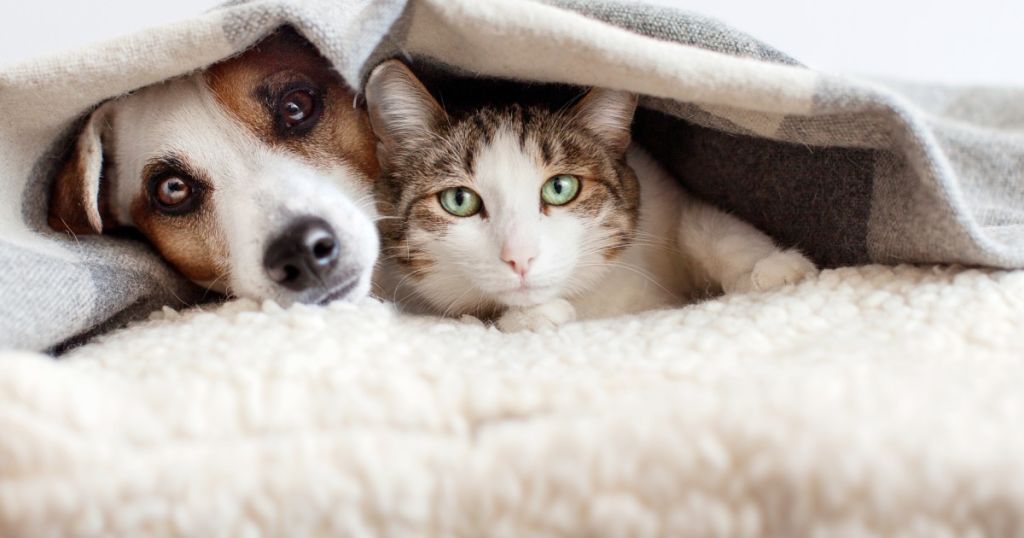 Чи варто спати з котом або собакою в одному ліжку: ветеринар попередив про ризики