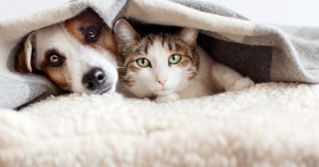 Чи варто спати з котом або собакою в одному ліжку: ветеринар попередив про ризики