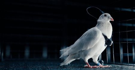 Голуби-роботи: компанія в РФ заявила про запуск керованих “біодронів”