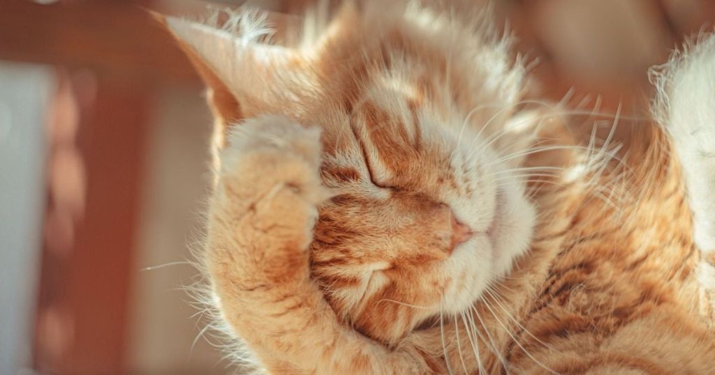 Жінку оштрафували на 1250 євро через витівки кота: що він робив