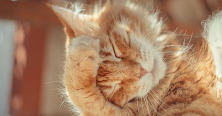 Жінку оштрафували на 1250 євро через витівки кота: що він робив