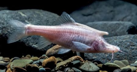 У Китаї знайшли “печерного єдинорога”: ця істота живе під водою в абсолютній темряві