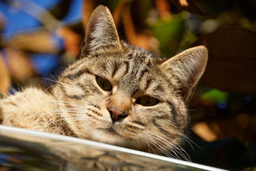 Українцям назвали точну дату приходу морозів: синоптик розповіла про погоду