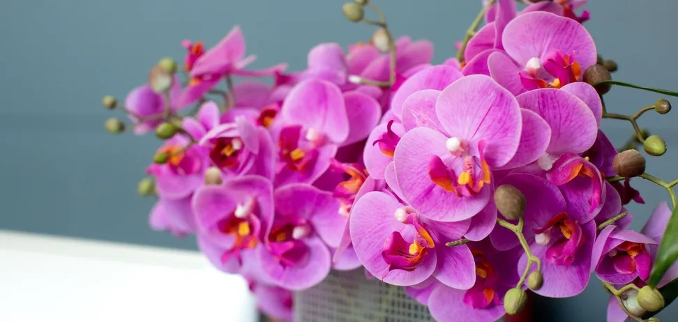 Що зробити, щоб орхідеї цвіли знову і знову: секретний прийом