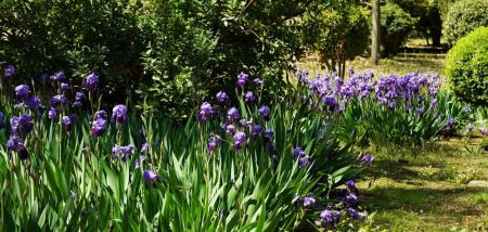 Пересаджувати не треба: які багаторічні квіти не бояться морозу