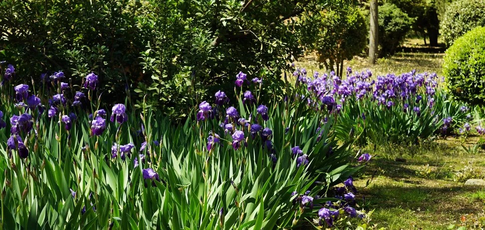 Пересаджувати не треба: які багаторічні квіти не бояться морозу