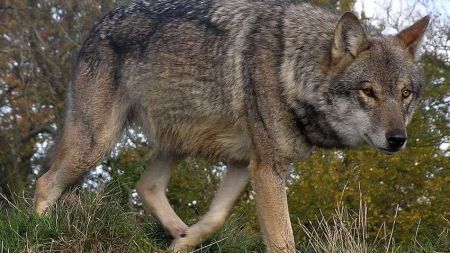 На Хмельниччині зібралися відстрілювати вовків – хижаки нападають на свійських тварин