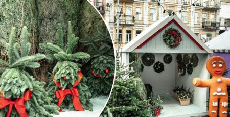 За два роки ялинки здорожчали майже вдесятеро: названо офіційну ціну на деревця у Києві