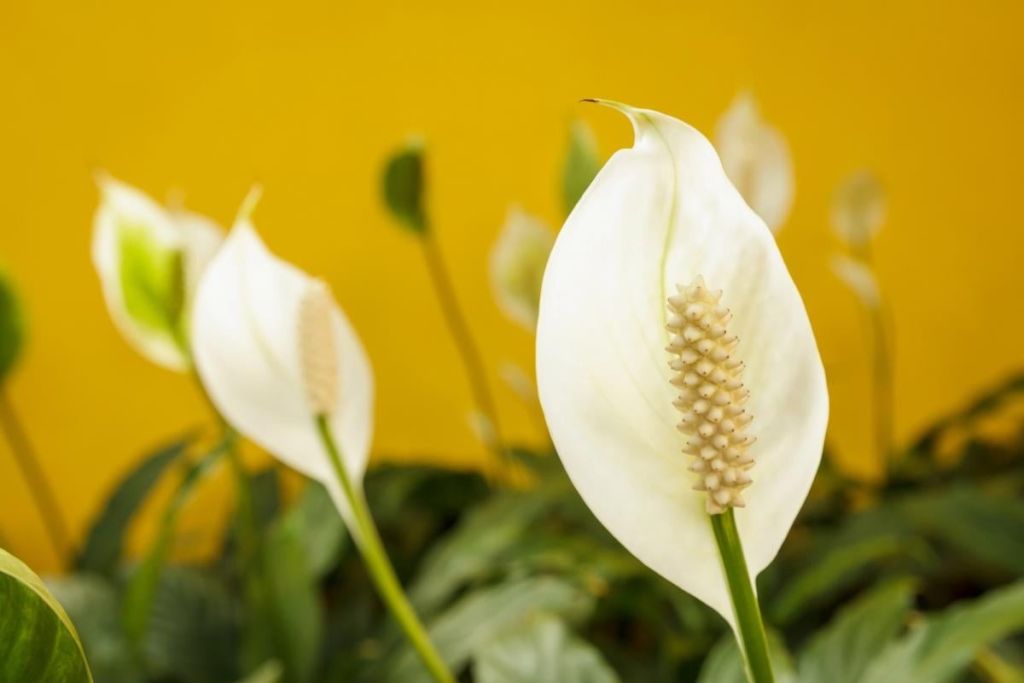 Експерти дали дієві поради, щоб спатифілум квітував навіть взимку