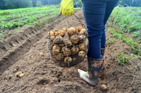 Експерт розповів, чи вистачить українцям картоплі цієї зими