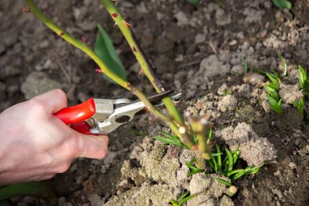 Які рослини завжди потрібно обрізати в грудні: садівники назвали 10