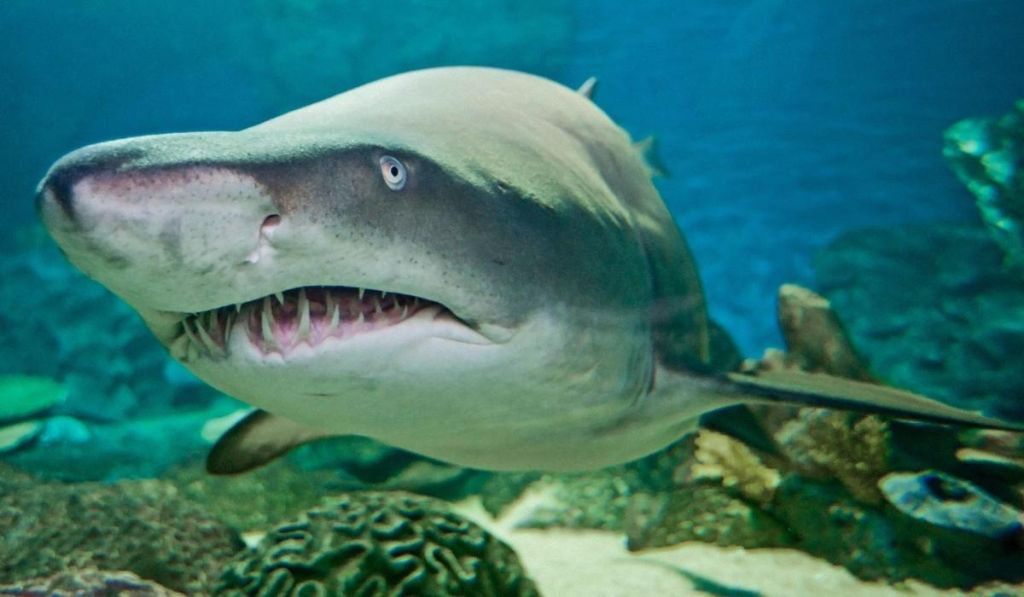 Чого ніколи не слід робити під час зустрічі з акулою: це може врятувати вам життя